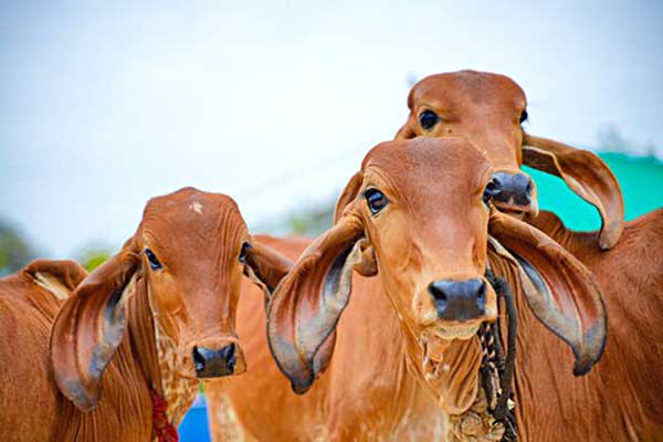 गाईंच्या पालन पोषण अनुदान योजनेसाठी अर्ज करण्यास मुदतवाढ