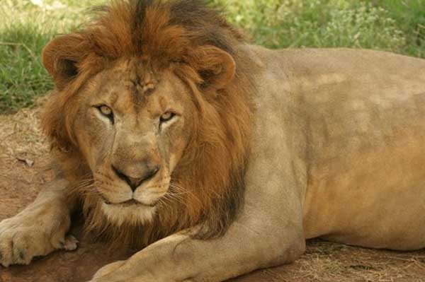 ‘सिद्धार्थ’मध्ये घुमणार लवकरच सिंहाची डरकाळी!; विक्रम, रोहिणी-श्रावणी वाघ-वाघिणी जाणार कर्नाटकला...