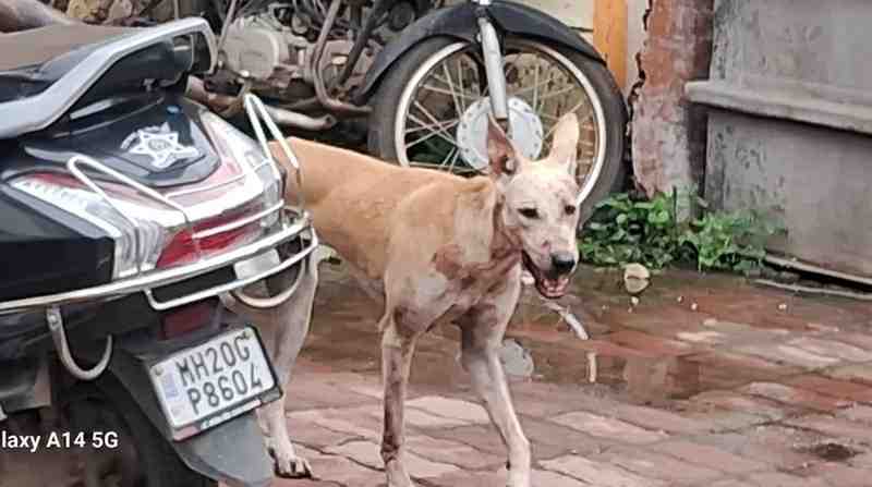 सिडको एन ७ मध्ये पिसाळलेल्या कुत्र्याने तोडले १४ जणांचे लचके!; मनपा श्वान पथक सुटीत मश्गूल