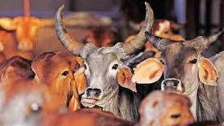 सिल्लोड, कन्‍नडमध्ये अवैध कत्तलखान्यांवर पोलिसांची जोरदार कारवाई, कन्‍नडमध्ये गुन्हेगारांसोबत पोलिसांची धुमश्चक्री!; एपीआयसह अंमलदार जखमी