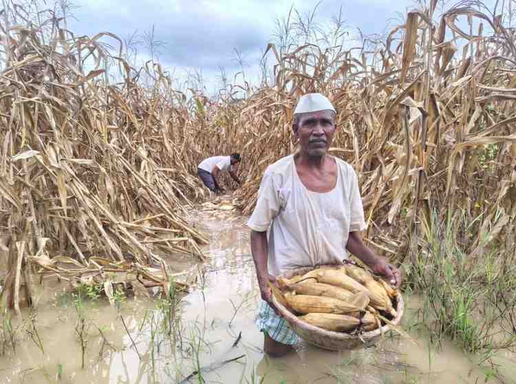 सिल्लोडच्या पळशीत ढगफुटी!; सोंगणी केलेली सोयाबीन, मका कणसे पाण्याखाली, शेतकऱ्यांनी फोडला टाहो!! 