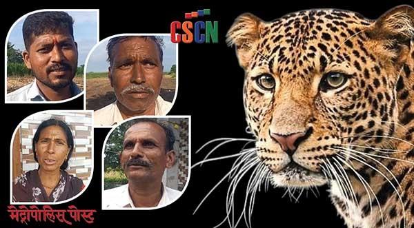 जोगेश्वरीत बिबट्याचा ‘थरथराट’; शेतीकामे ठप्प, शेतकरी रात्री काढताहेत जागून... 