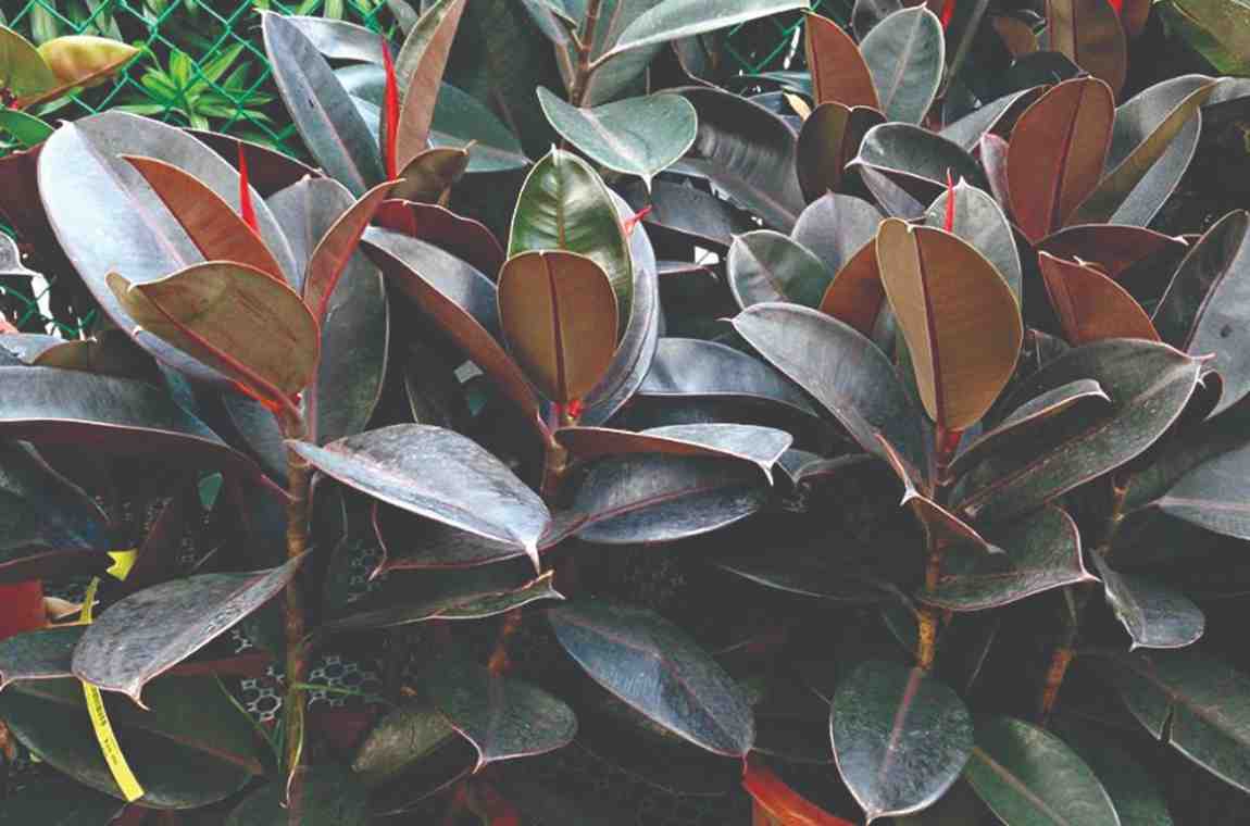 बॅडलक दूर करा, घरात लावा ४ झाडे, सकारात्मकता राहील टिकून