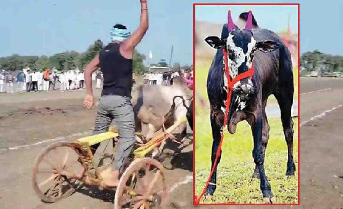 फुलंब्रीच्या देखण्या, धष्टपुष्ट ‘राजा’साठी मोजले ८२ लाख !; यापूर्वी ‘चिमण्या’ही ६४ लाखांत गेला होता!!