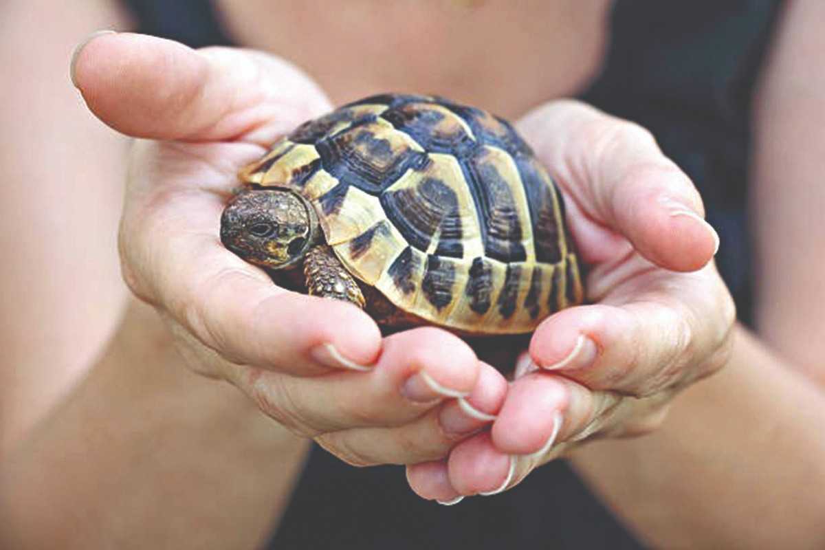 Jyotish : घरी कासव ठेवण्यामुळे वाढेल बँक बॅलन्स; नोकरी अन्‌ व्यवसायात होईल प्रगती!