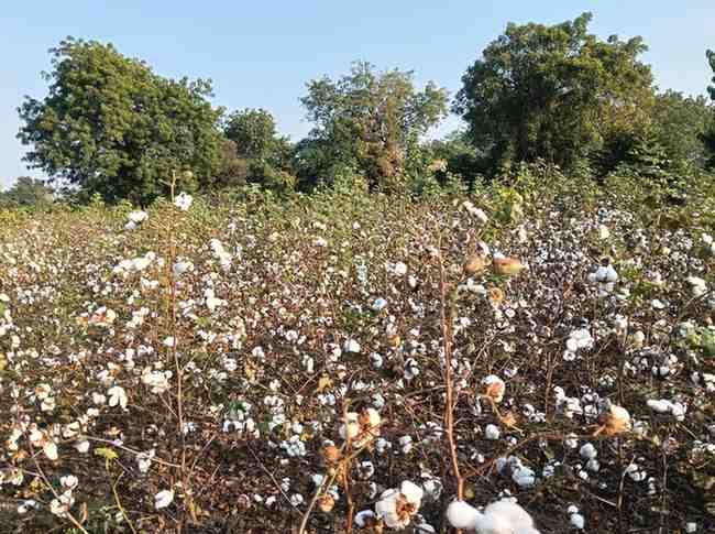 अतिपावसाने ४० टक्‍क्‍यांहून अधिक कापूस उत्पादन घटले, आता उरले सुरले वेचायलाही मजूर खाताहेत भाव!; दराचीही शाश्वती नसल्याने शेतकरी हवालदील!!, छत्रपती संभाजीनगर तालुक्यातील चित्र 