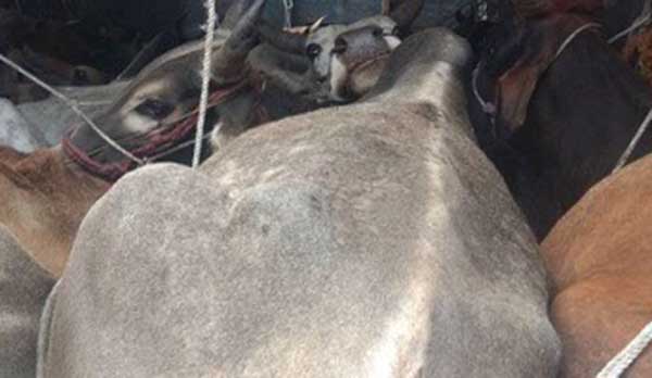 छत्रपती संभाजीनगरमध्ये कत्तलीसाठी आणलेल्या ६ गायी पोलिसांनी वाचवल्या!; हर्सूल ते रेंगटीपुरा, मध्यरात्री पिकअपने घडवला सिनेस्‍टाइल थरार