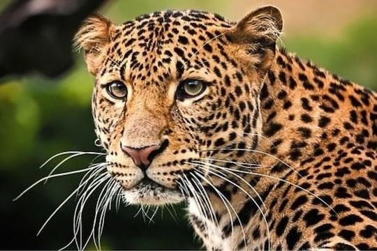 बिबट्या अन्‌ नागरिकही गेले उडत... दौलताबादचे वनपाल सुधीर धवन यांचा मस्तवाल रवय्या... तिसगाववासियांचा संताप, जीव मुठीत घेऊन जगताहेत...