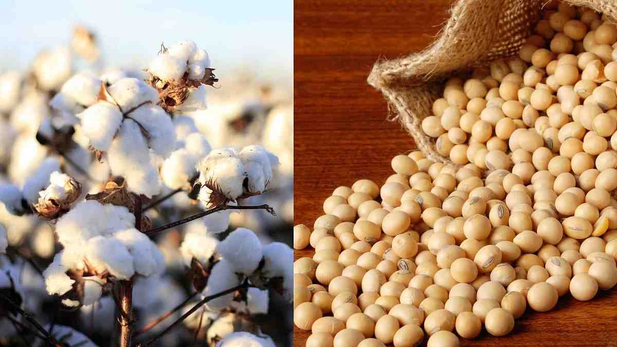 कापूस, सोयाबीन, मका हमी भावाने विक्री : ‘कपास किसान’ व ‘ई- समृद्धी’ॲपवर नोंदणीची सुविधा