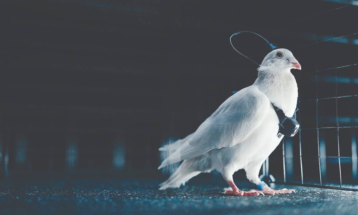 रिमोटने उडणारा खरे कबुतर! एका दिवसात ५०० किमी उडण्याचा दावा, बनवण्याचा उद्देश काय?