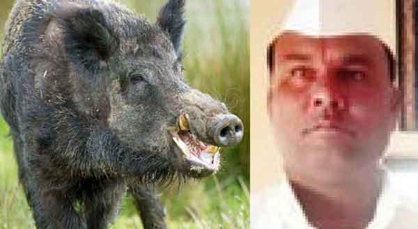 दुचाकीला रानडुक्कर येऊन धडकले, वृद्धाचा मृत्यू, सोयगाव तालुक्यातील दुर्घटना