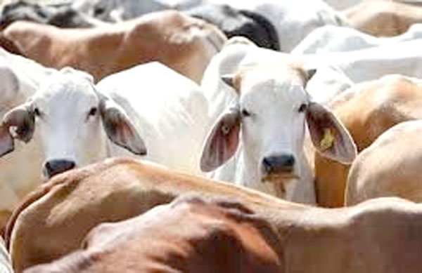 मोठी बातमी : सिल्लोडमध्ये गोवंशांची सुटका करण्यासाठी आलेल्या पोलिसांवर तुफान दगडफेक, अतिरिक्त फौजफाटा मागवून पोलिसांनी ६ दंगलखोरांना पिटाळले, ३३ गोवंशांची सुटका, ६ दुचाकी जप्त