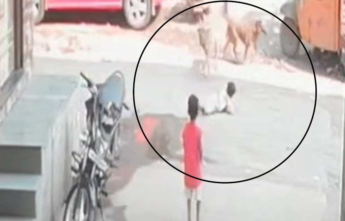 मोकाट कुत्र्यांच्या झुंडीने चिमुकल्यावर चढवला हल्ला, चिमुकला आक्रोश करत असताना आणखी लचके तोडले, बायजीपुऱ्यातील घटनेने महापालिकेप्रती संतापाची लाट, जी. श्रीकांत पाठ थोपटून घेण्याऐवजी अधिकाऱ्यांना कामाला लावा, नागरिकांची अपेक्षा