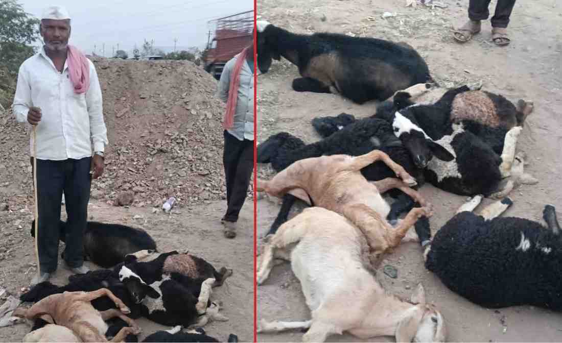 सुसाट क्रेटा कारने मेंढ्यांचा कळप उडवला, ६ मेंढ्यांचा मृत्‍यू, वाळूज MIDC परिसरातील घटना