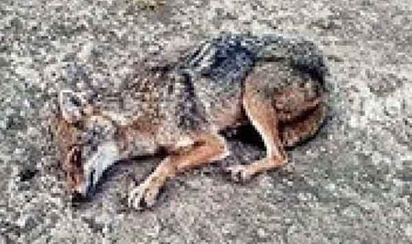 एक लांडगा घरासमोर आला... असहायपणे उपचार करा म्हणाला, उपचार होताच जंगलात परत गेला... पुस्तकातील गोष्ट नव्हे, फर्दापूरची खरीखुरी घटना आहे!