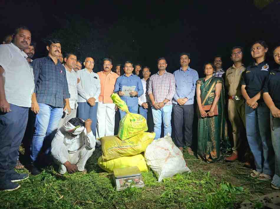 गव्हाबरोबर गांजा वाढवला... पोलिसांचा शेतात छापा, ५ लाखांचा गांजा जप्त, शेतकऱ्याला अटक, करमाडजवळील कारवाई