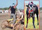 फुलंब्रीच्या देखण्या, धष्टपुष्ट ‘राजा’साठी मोजले ८२ लाख !; यापूर्वी ‘चिमण्या’ही ६४ लाखांत गेला होता!!
