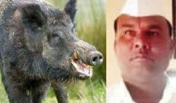 दुचाकीला रानडुक्कर येऊन धडकले, वृद्धाचा मृत्यू, सोयगाव तालुक्यातील दुर्घटना