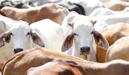 मोठी बातमी : सिल्लोडमध्ये गोवंशांची सुटका करण्यासाठी आलेल्या पोलिसांवर तुफान दगडफेक, अतिरिक्त फौजफाटा मागवून पोलिसांनी ६ दंगलखोरांना पिटाळले, ३३ गोवंशांची सुटका, ६ दुचाकी जप्त