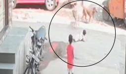 मोकाट कुत्र्यांच्या झुंडीने चिमुकल्यावर चढवला हल्ला, चिमुकला आक्रोश करत असताना आणखी लचके तोडले, बायजीपुऱ्यातील घटनेने महापालिकेप्रती संतापाची लाट, जी. श्रीकांत पाठ थोपटून घेण्याऐवजी अधिकाऱ्यांना कामाला लावा, नागरिकांची अपेक्षा