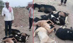 सुसाट क्रेटा कारने मेंढ्यांचा कळप उडवला, ६ मेंढ्यांचा मृत्‍यू, वाळूज MIDC परिसरातील घटना