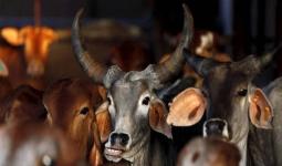 हर्सूलच्या जहाँगीर कॉलनीतील अवैध कत्तलखान्यावर पोलिसांचा छापा, गोवंशांचे सव्वा लाखाचे मांस जप्त, ३ बैल वाचवले, दोघांना अटक