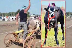 फुलंब्रीच्या देखण्या, धष्टपुष्ट ‘राजा’साठी मोजले ८२ लाख !; यापूर्वी ‘चिमण्या’ही ६४ लाखांत गेला होता!!