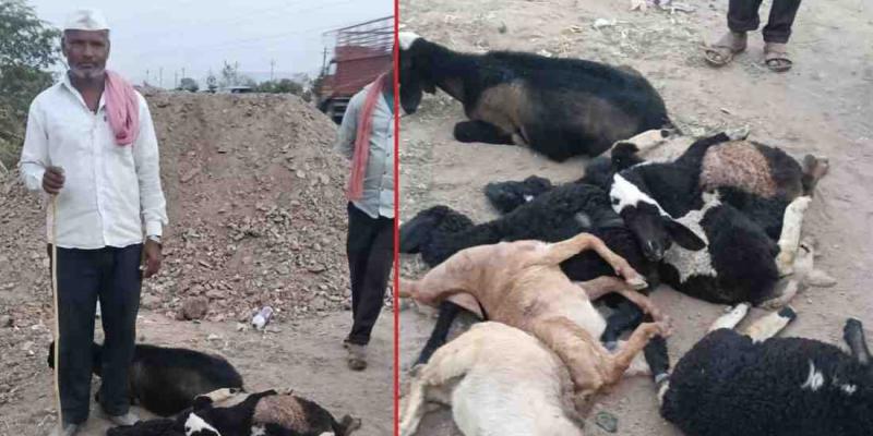 सुसाट क्रेटा कारने मेंढ्यांचा कळप उडवला, ६ मेंढ्यांचा मृत्‍यू, वाळूज MIDC परिसरातील घटना